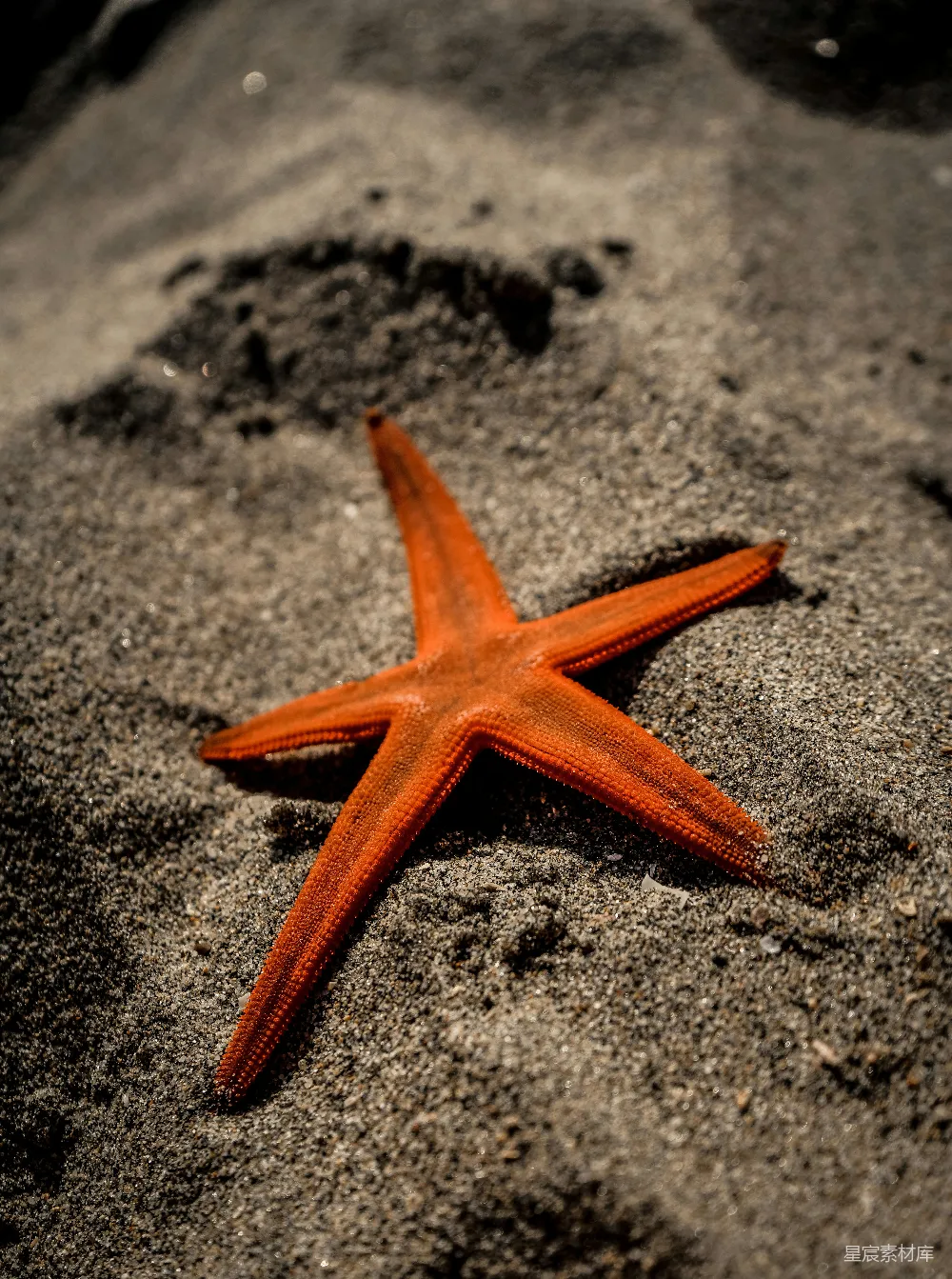 高清摄影 海星 海滩 自然 宁静 海滩风光 沙滩上的海星