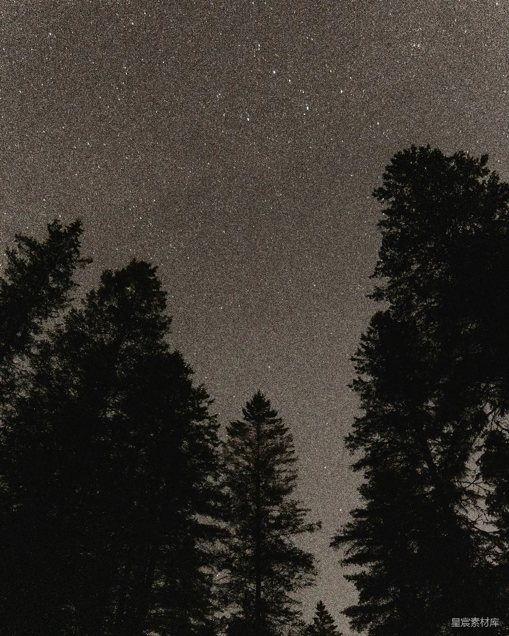 这张图片展示了在夜空中，几棵松树的剪影。树木高大而密集，星星点点地散布在深邃的夜空中，营造出一种宁静而神秘的氛围。适合用作自然风光、宁静夜景或摄影爱好者的素材。