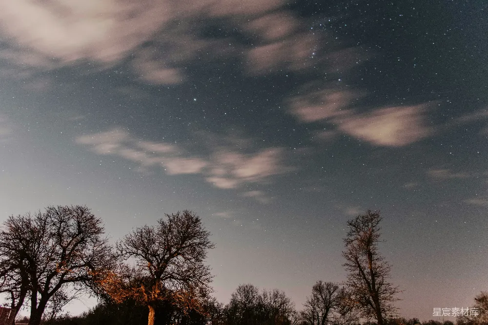 高清摄影 夜空 树木 星空 宁静 自然 夜空下的静谧森林