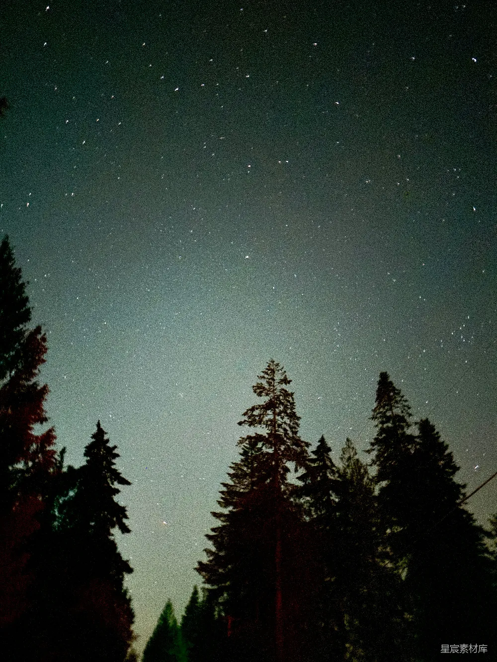 这张图片展示了夜空下的松树剪影，星空中点缀着无数星星，营造出一种宁静而神秘的氛围。画面中，高大的松树在夜幕下显得格外突出，给人一种与自然亲密接触的感觉。适合用作自然风光、夜晚景色或宁静氛围的背景素材。