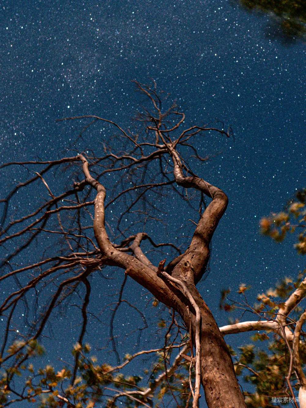高清摄影 夜空 枯树 星河 自然 宁静 夜空下的枯树