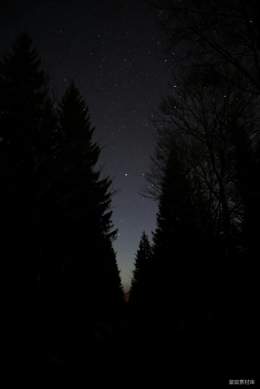 高清摄影 夜晚 森林 星空 宁静 自然 夜空中的森林剪影