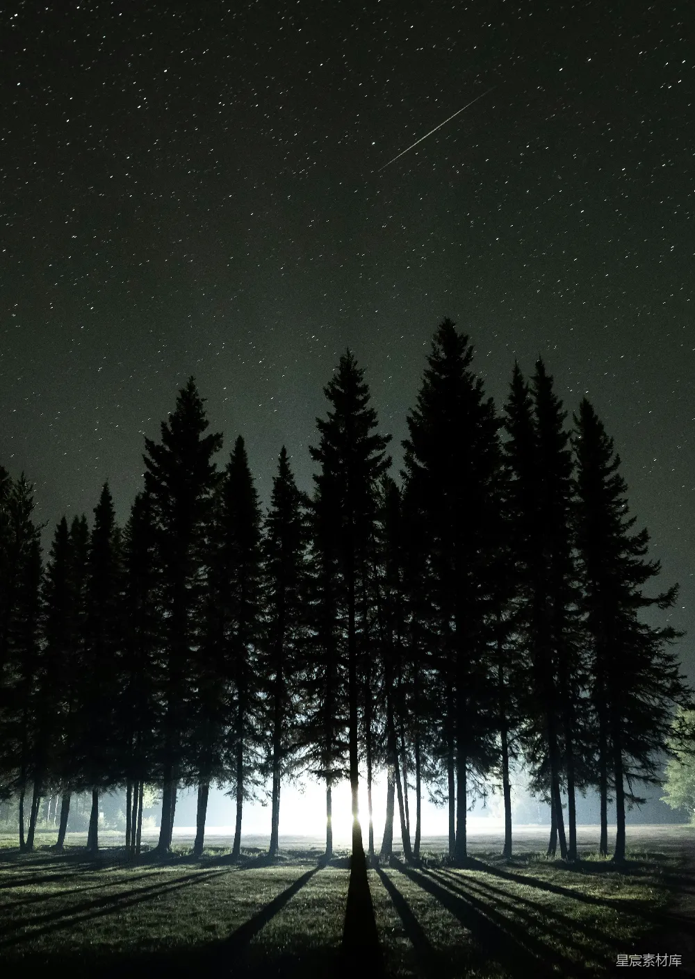 高清摄影 夜景 松林 流星 宁静 自然 星夜松林下的奇迹