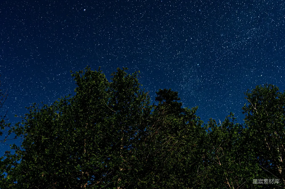 高清摄影 星空 自然 宁静 树梢 夜景 星空下的树梢