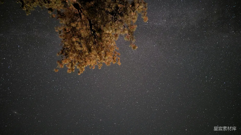 高清摄影 夜空 松树 星河 自然 宁静 夜空下的松树枝
