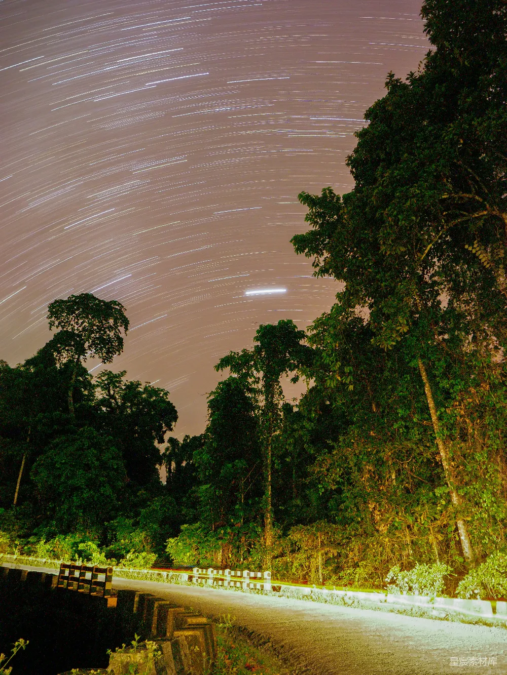 高清摄影 夜景 星轨 自然 森林 宁静 星轨下的森林夜景