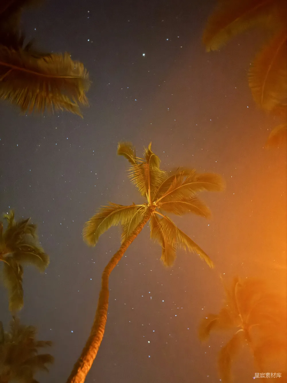 高清摄影 夜景 热带 自然 宁静 星空 夜空下的椰子树
