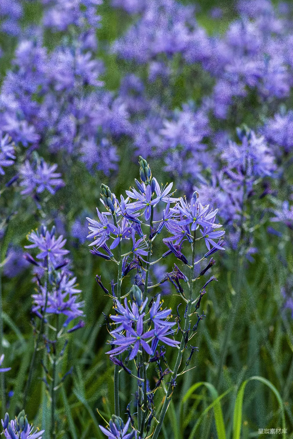 高清摄影 自然风景 花卉 宁静 紫色 户外 紫色花海的宁静之美