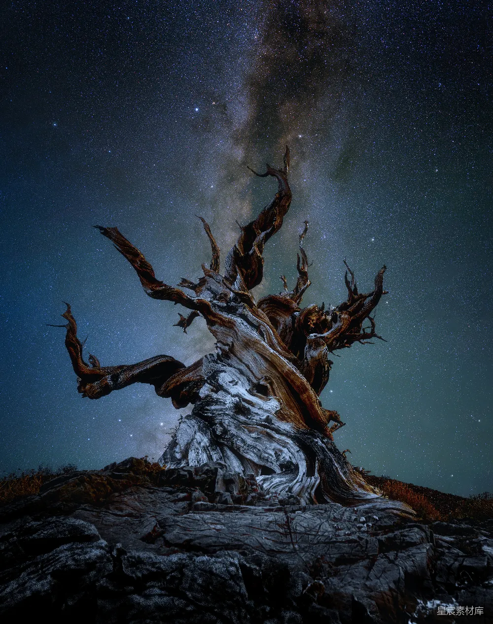 高清摄影 夜空 自然 银河 古老 神秘 古老巨树与璀璨银河