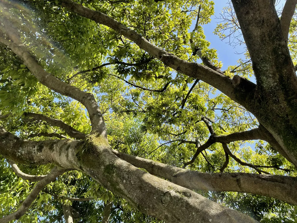 高清摄影 自然 阳光 树干 户外 蓝天 树梢与阳光