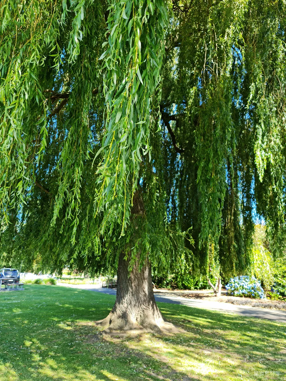 图片展示了一棵茂盛的垂柳，枝叶繁茂，随风轻轻摇曳，阳光透过树叶洒在地上，形成斑驳的光影。背景是一片绿意盎然的草地和远处的花卉，展现了一种宁静而美好的户外氛围。适合用于自然风光、户外休闲、摄影等场景。