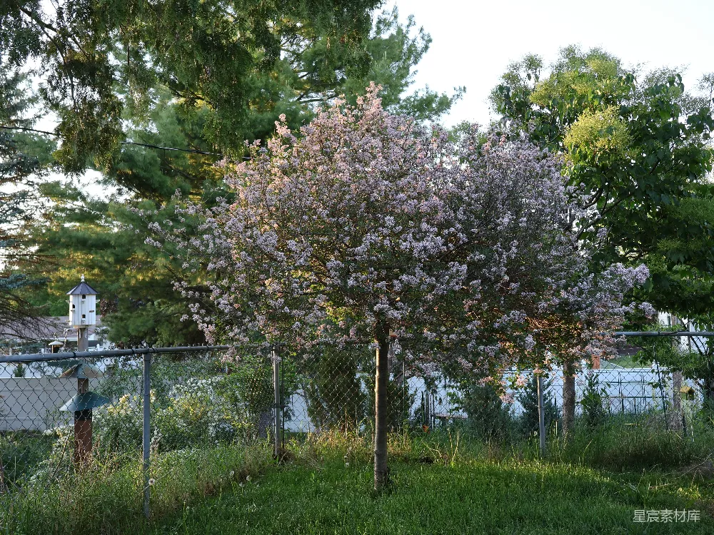 这是一幅展示在夕阳下的紫色花树的场景。画面中央的树木开满了紫色的花朵，背景中有绿色的灌木和高大的松树，夕阳的余晖洒在花树上，营造出一种宁静而美丽的氛围。前景中有一排铁丝网围栏，增添了乡村的气息。整个画面给人一种宁静和舒适的感觉，适合用作自然