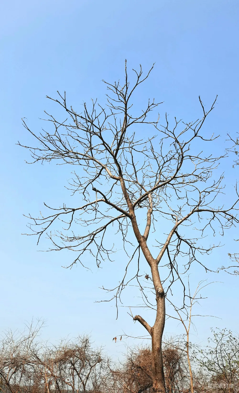 这张图片展示了一棵光秃秃的树枝在晴朗的蓝天背景下。树枝线条清晰，仿佛在诉说着季节的更迭。远处的枯树丛在冬日的阳光下显得宁静而孤寂。适合用于表现自然之美、季节变换或是静谧场景的背景素材。