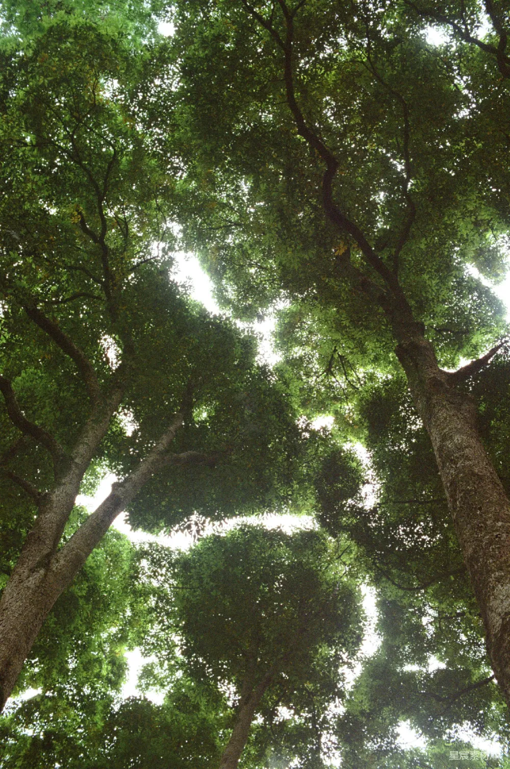 高清摄影 自然 森林 阳光 宁静 户外 树梢下的阳光