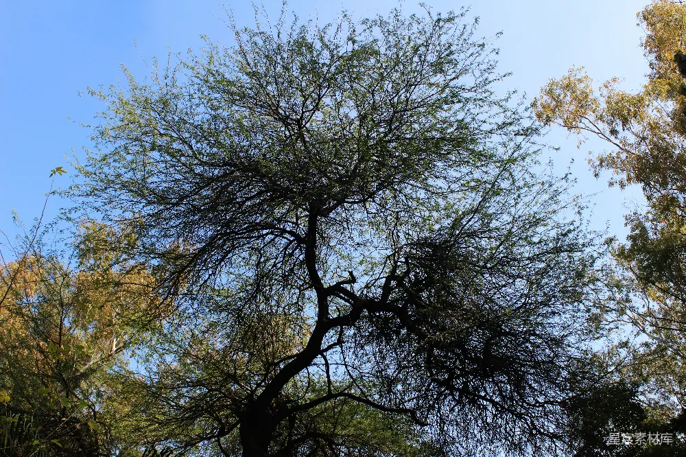 高清摄影 自然 树木 户外 风景 宁静 蓝天下的大树