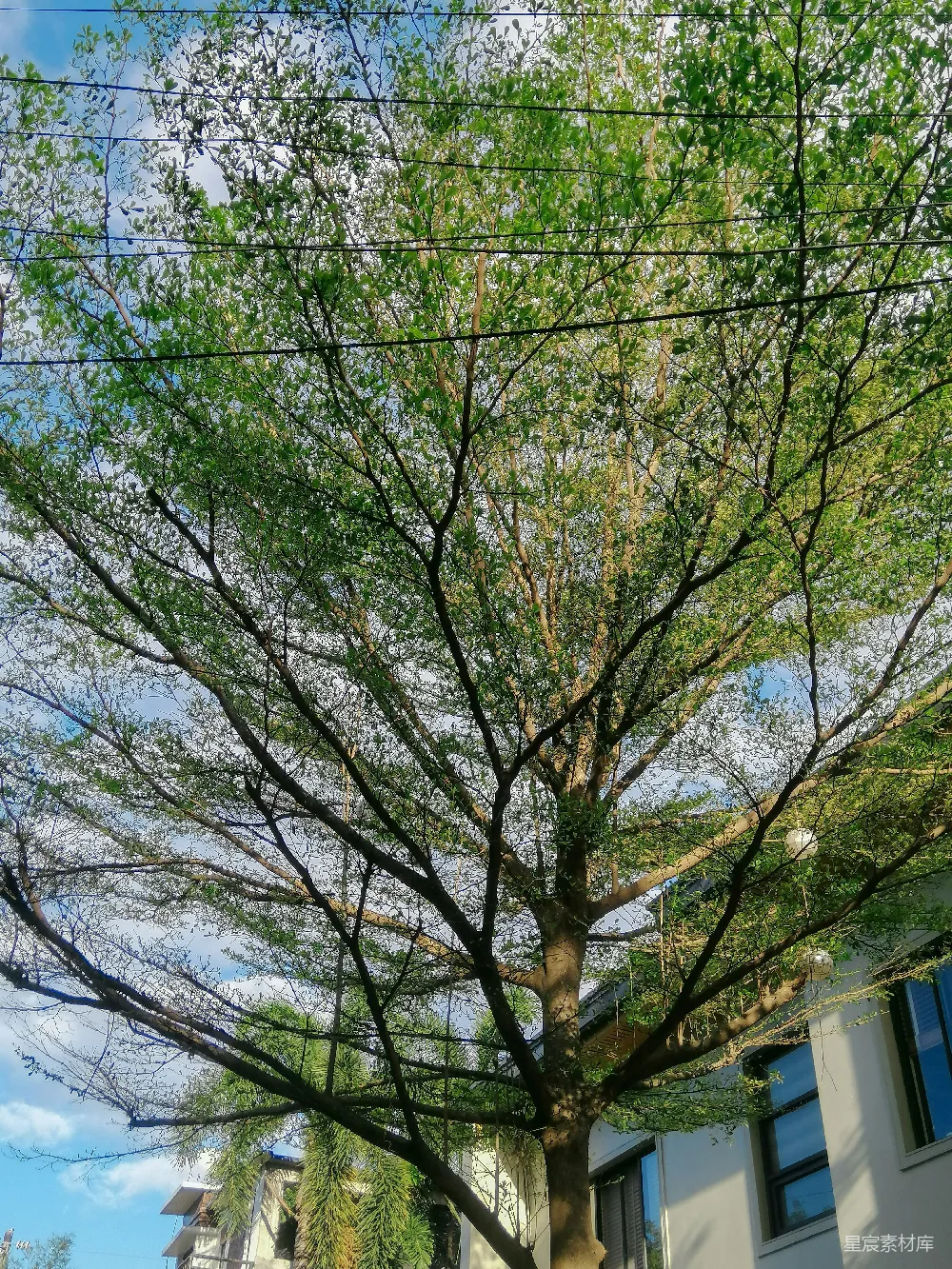 高清摄影 自然景观 春日景象 城市绿植 户外风光 清新自然 春日绿树与电线交织