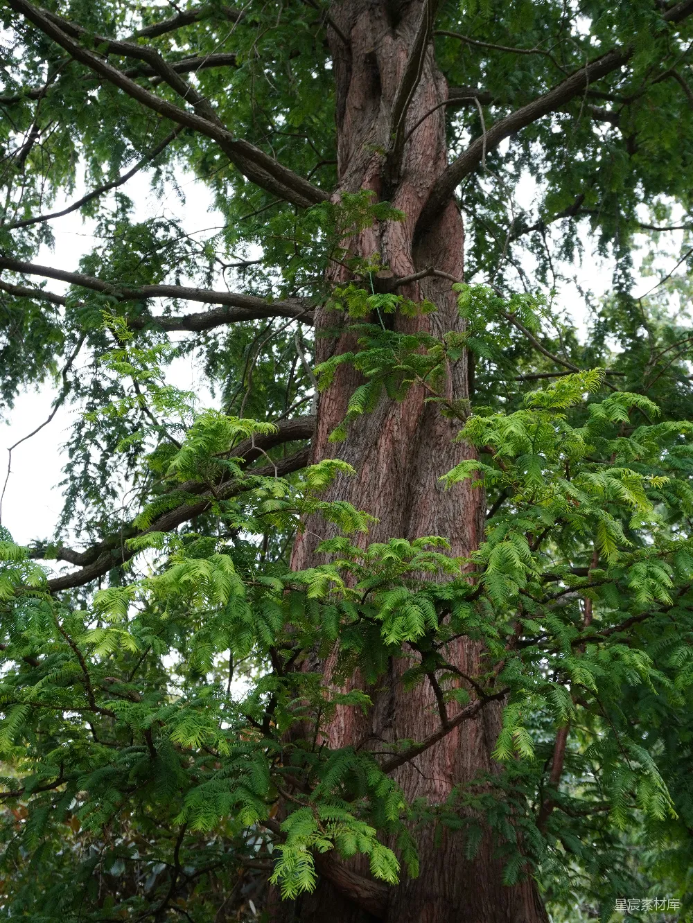 高清摄影 树木 自然景观 生态 户外 自然之美 高大挺拔的古树