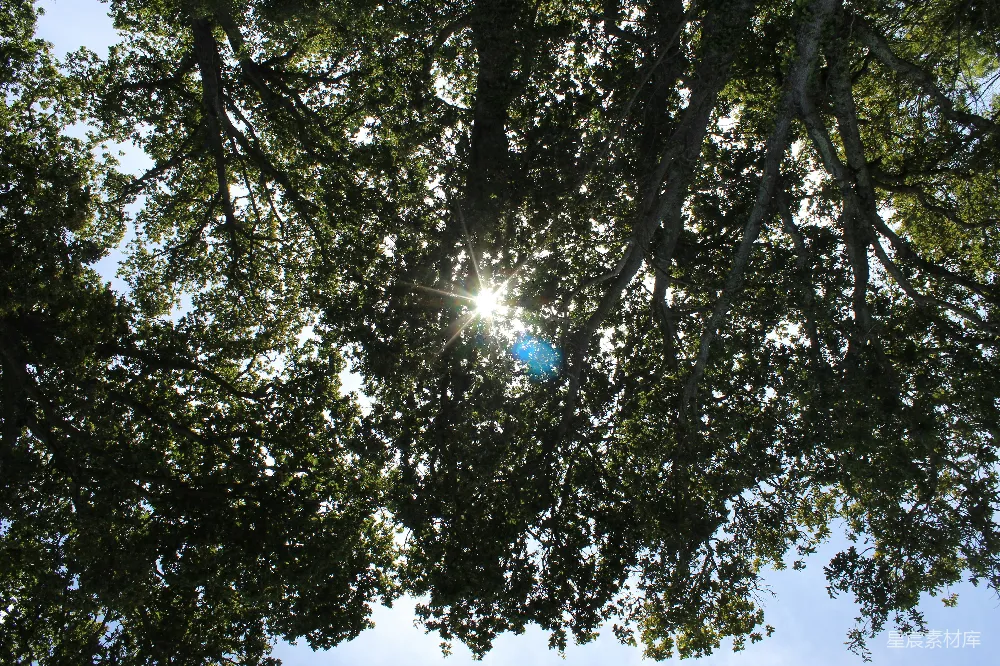 这张图片展示了阳光穿透茂密树冠的景象，阳光在树叶间形成美丽的光斑，给人一种宁静和自然的感觉。适合用于表现自然景观、户外活动或宁静时光的主题。