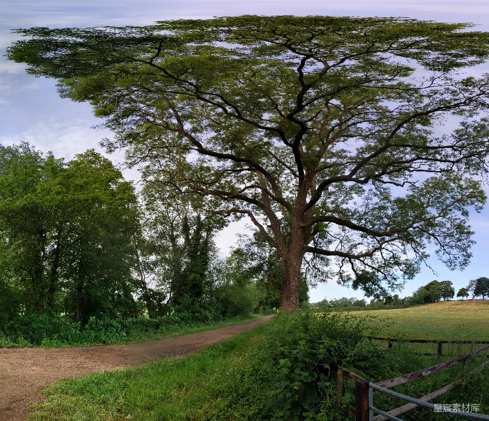 高清摄影 乡村 自然 树木 风景 宁静 乡间小路旁的巨树