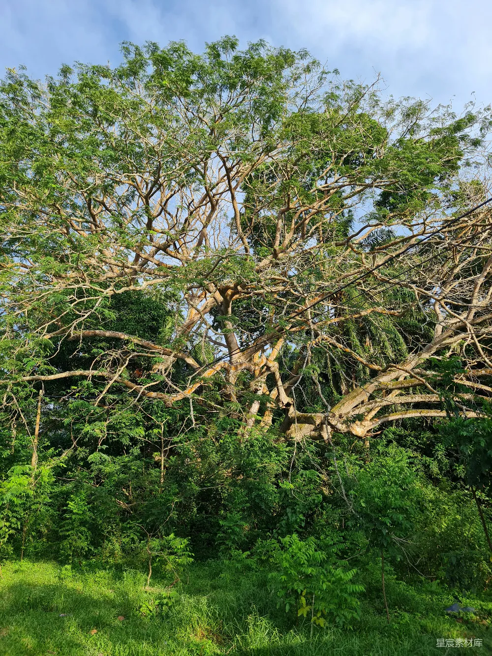 高清摄影 自然 森林 大树 阳光 宁静 茂盛的参天大树