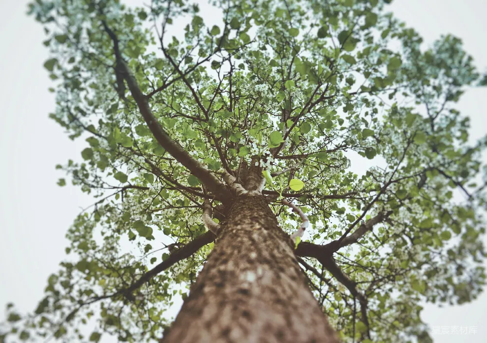 这张照片捕捉到了一棵高耸的树，从树干底部仰视其繁茂的绿色树叶。树枝错综复杂，树叶在微风中轻轻摇曳，给人一种宁静而充满活力的感觉。这张照片适合用于自然、宁静或户外主题的背景。