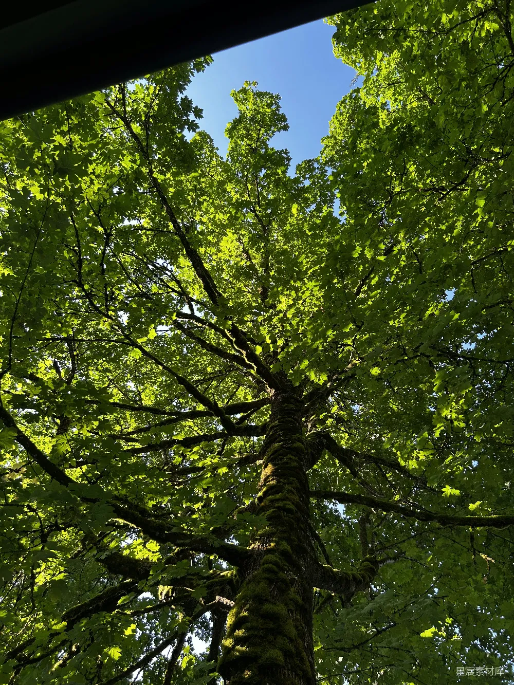 高清摄影 自然 风景 宁静 户外 夏日 树冠下的阳光