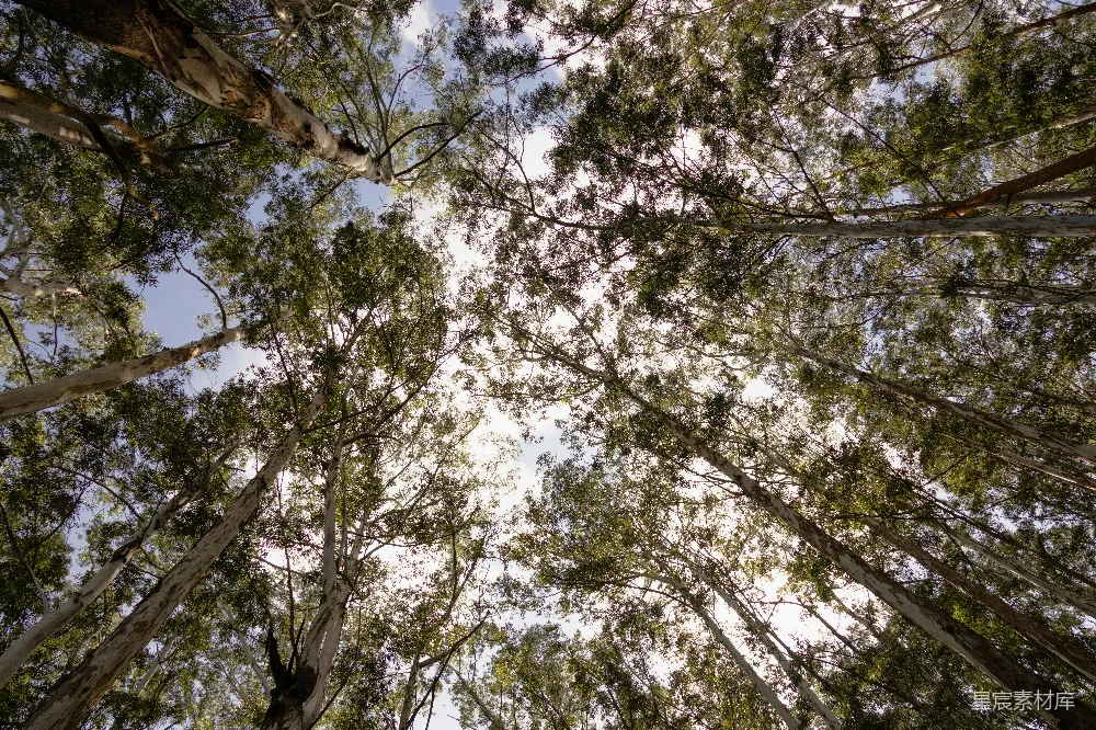 高清摄影 森林 树木 自然 仰视 宁静 仰望森林的天际线