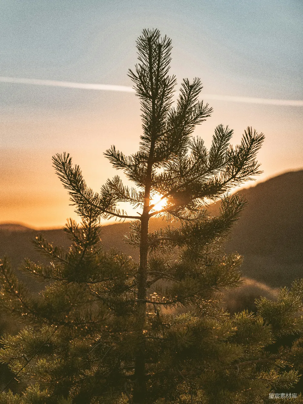 图片展示了一棵松树在夕阳下的剪影，背景是渐变的天空和远处的山峦。松树的针叶在夕阳的光辉中显得格外清晰，给人一种宁静而温暖的感觉。适合用作自然风光、旅行、放松等主题的背景或素材。