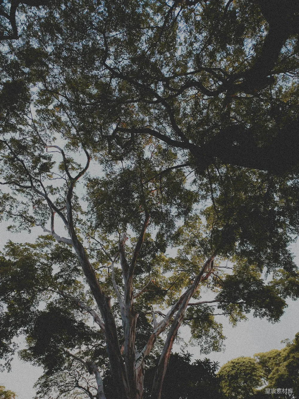 高清摄影 树木 自然 宁静 背景 户外 高耸入云的古树