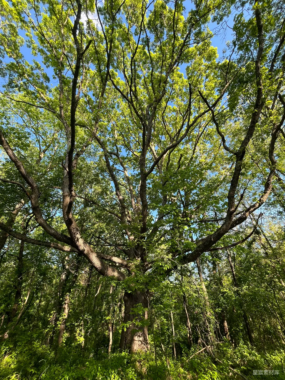 高清摄影 自然 树木 森林 阳光 宁静 夏日森林中的大树