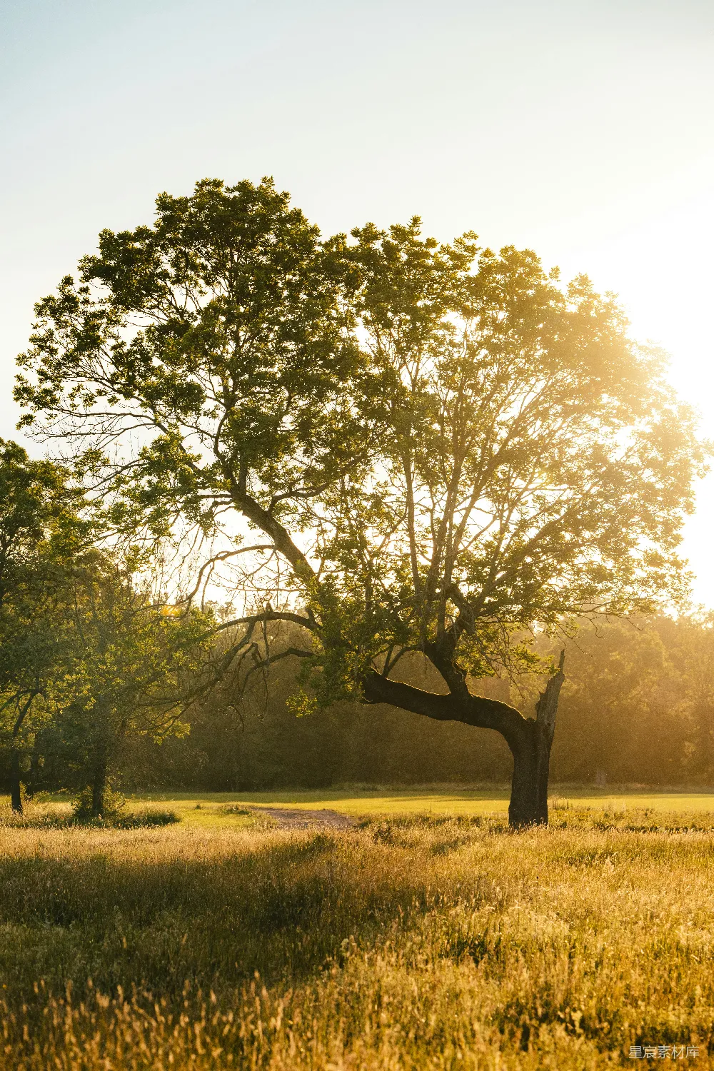 高清摄影 自然 风景 夕阳 孤独 树 夕阳下的孤独树
