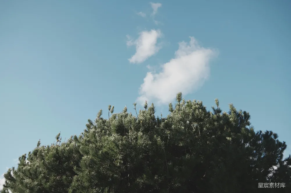 高清摄影 自然 风景 宁静 放松 户外 蓝天白云下的松树