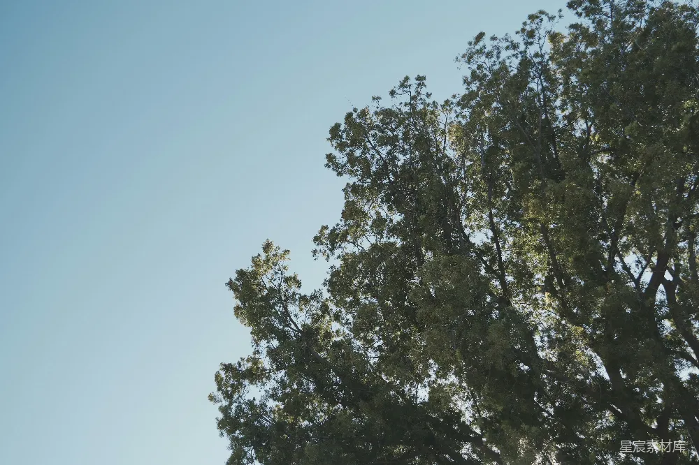 高清摄影 自然 户外 风景 宁静 天空 晴空下的树梢