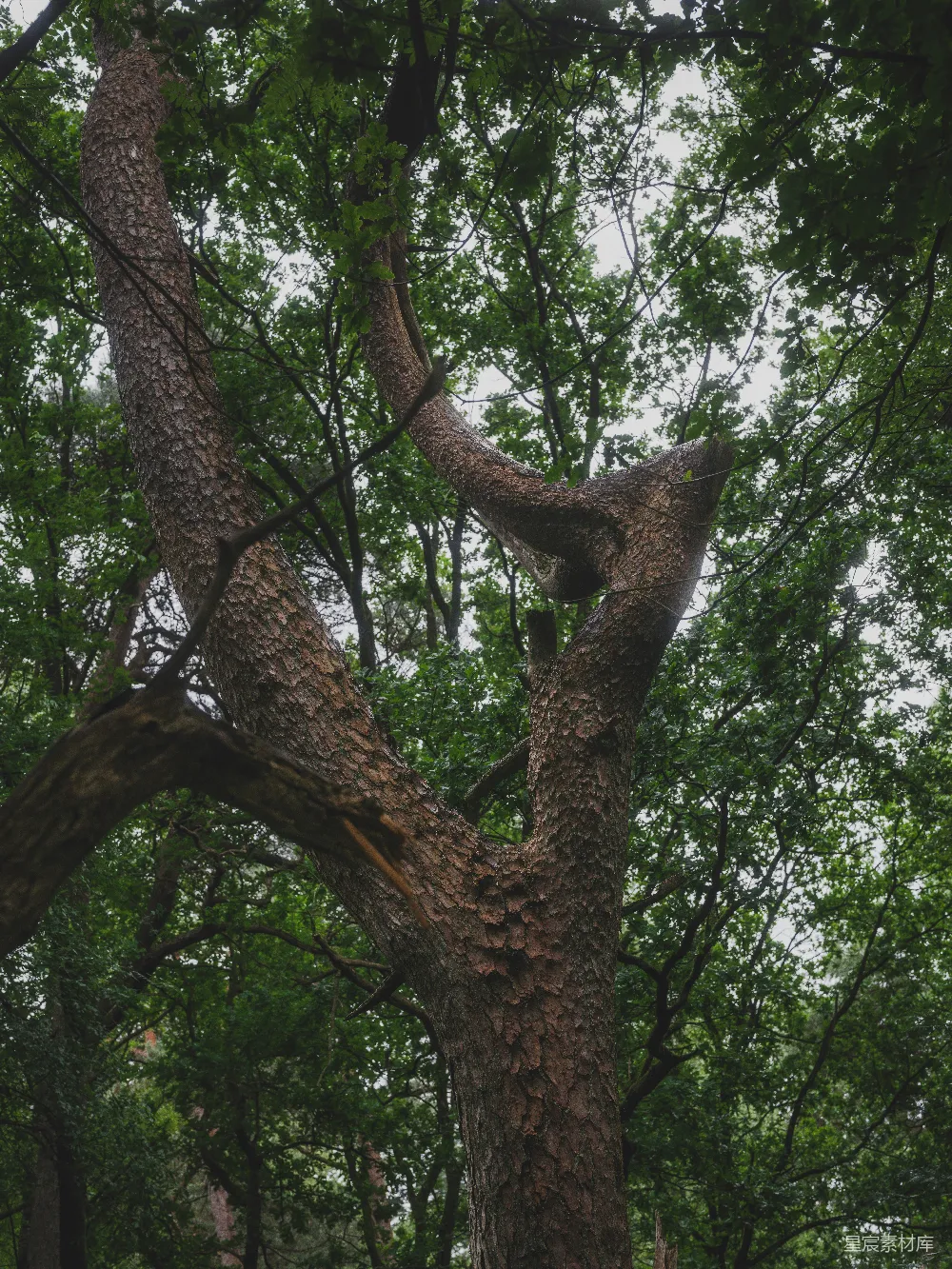 高清摄影 自然风光 树木 宁静 森林 户外 古树的自然之美