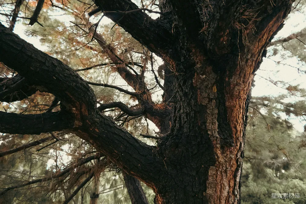 这张图片展示了古老松树的壮观景象，树干粗壮，树皮沧桑，树枝交错纵横。背景中隐约可见其他树木，营造出一种宁静而深邃的森林氛围。这幅画面非常适合用作自然风光的背景，或者用于表达时间的流逝和自然的持久生命力。