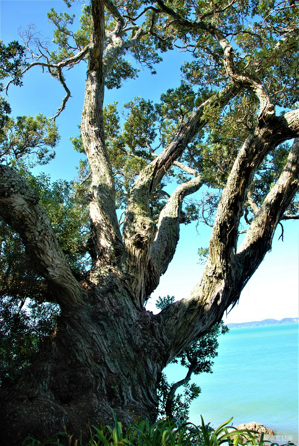 这是一棵屹立在海边的古树，树干扭曲而富有历史感，树叶在微风中轻轻摇曳。背景是一片宁静的海面和清晰的天空，给人一种宁静而深邃的感觉。适合用于自然风光、环境保护或户外活动的背景图片。