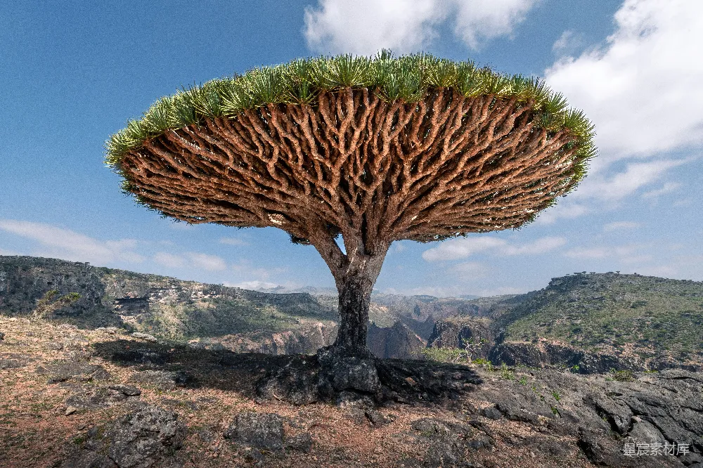 高清摄影 龙血树 自然风光 荒漠植物 独特树形 户外探险 龙血树：自然界的奇迹