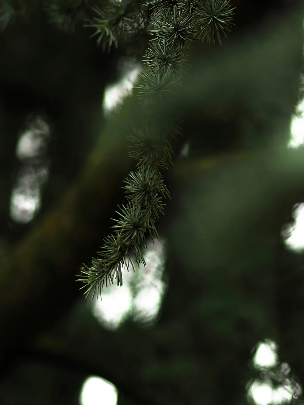 高清摄影 自然 植物 光影 宁静 户外 松枝的光影