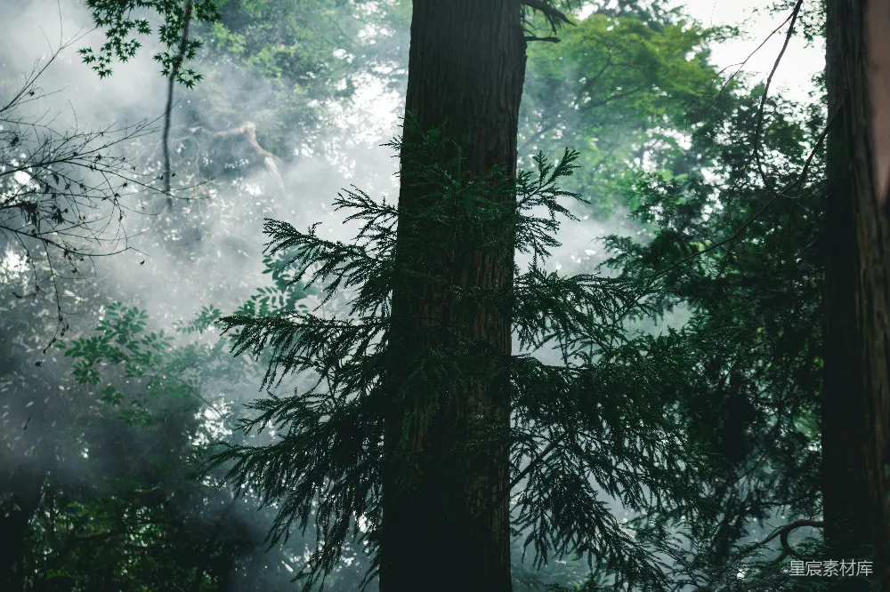 高清摄影 森林 雾气 自然 宁静 晨曦 雾中的森林