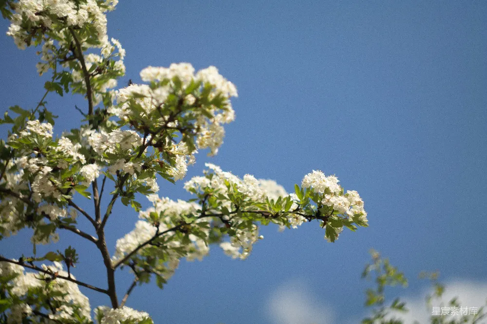 高清摄影 春天 自然 花朵 蓝天 清新 春风中的白色花海