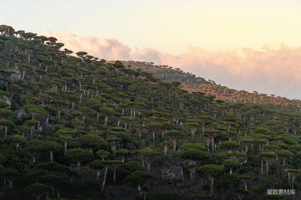 高清摄影 森林 山丘 自然 风景 日落 茂密的森林覆盖的山丘