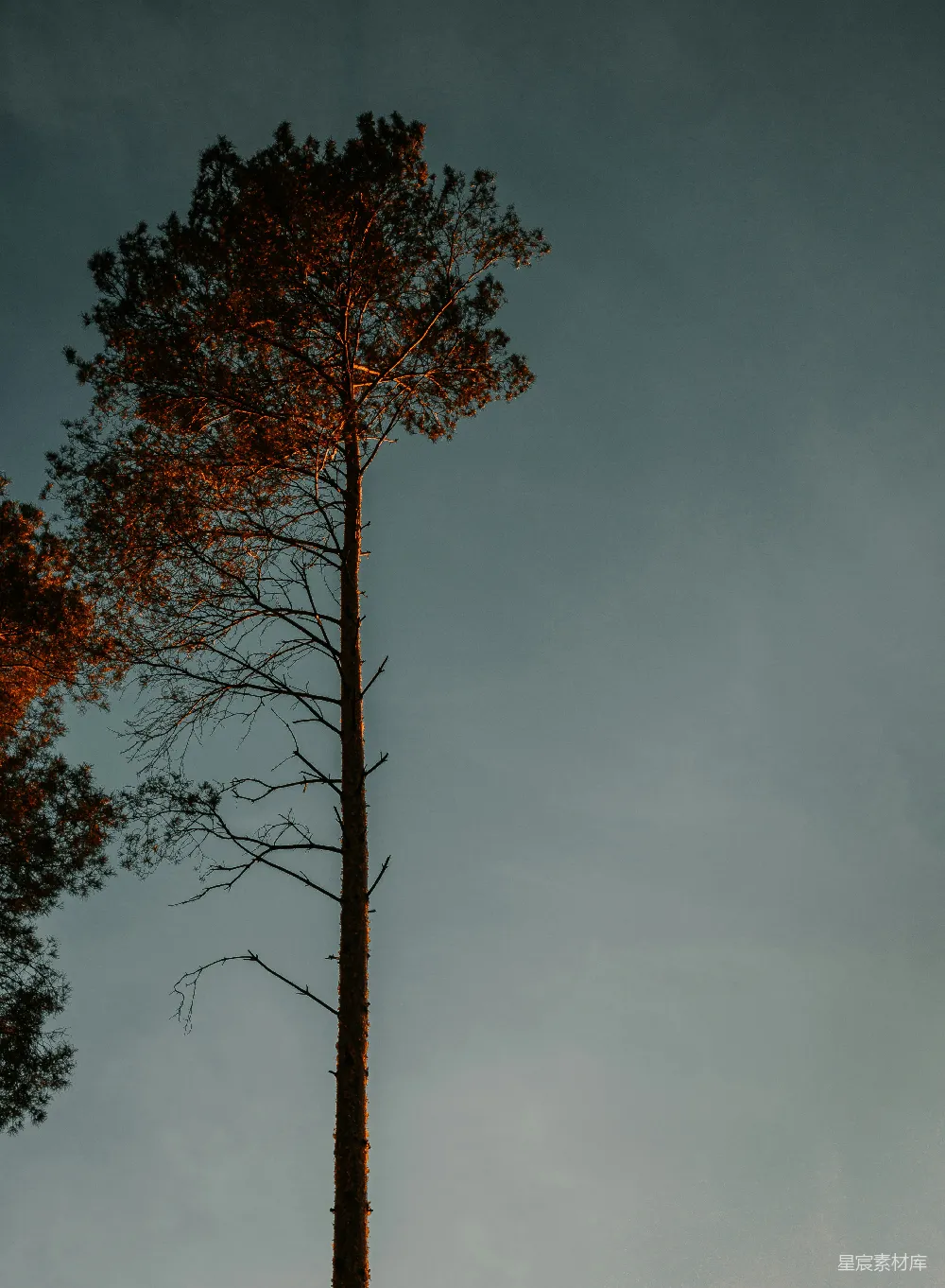 高清摄影 自然 树影 黄昏 宁静 风景 黄昏中的树影