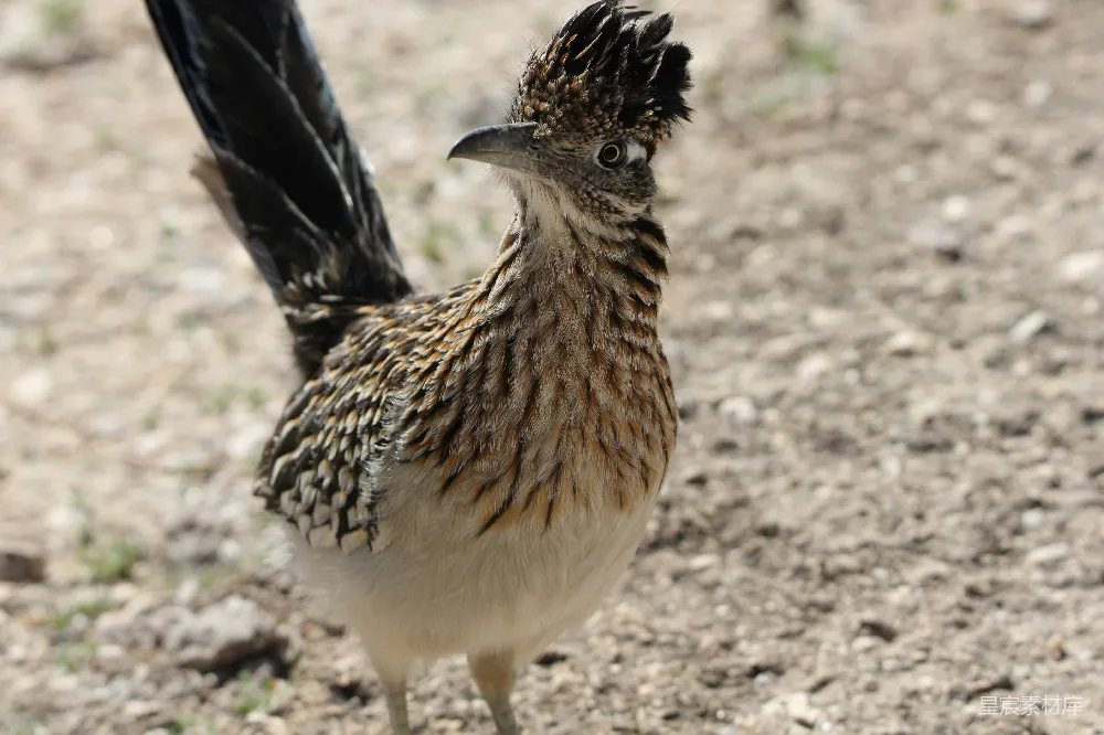 高清摄影 走鹃 沙漠鸟类 野生动物 自然生态 自然之美 美国走鹃：沙漠中的优雅猎手