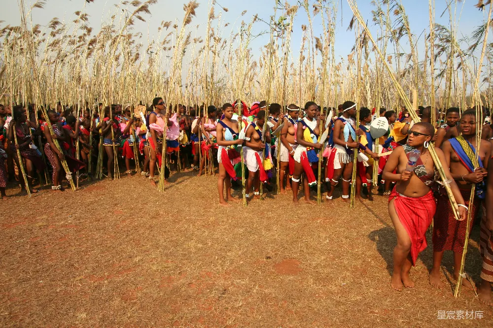图片展示了非洲部落的一个传统仪式场景。参与者穿着色彩鲜艳的传统服饰，手持长杆，排成整齐的队列，背景是高大的芦苇丛。这种场景常见于非洲某些地区的部落庆典或宗教仪式，展示了当地文化与自然环境的融合。