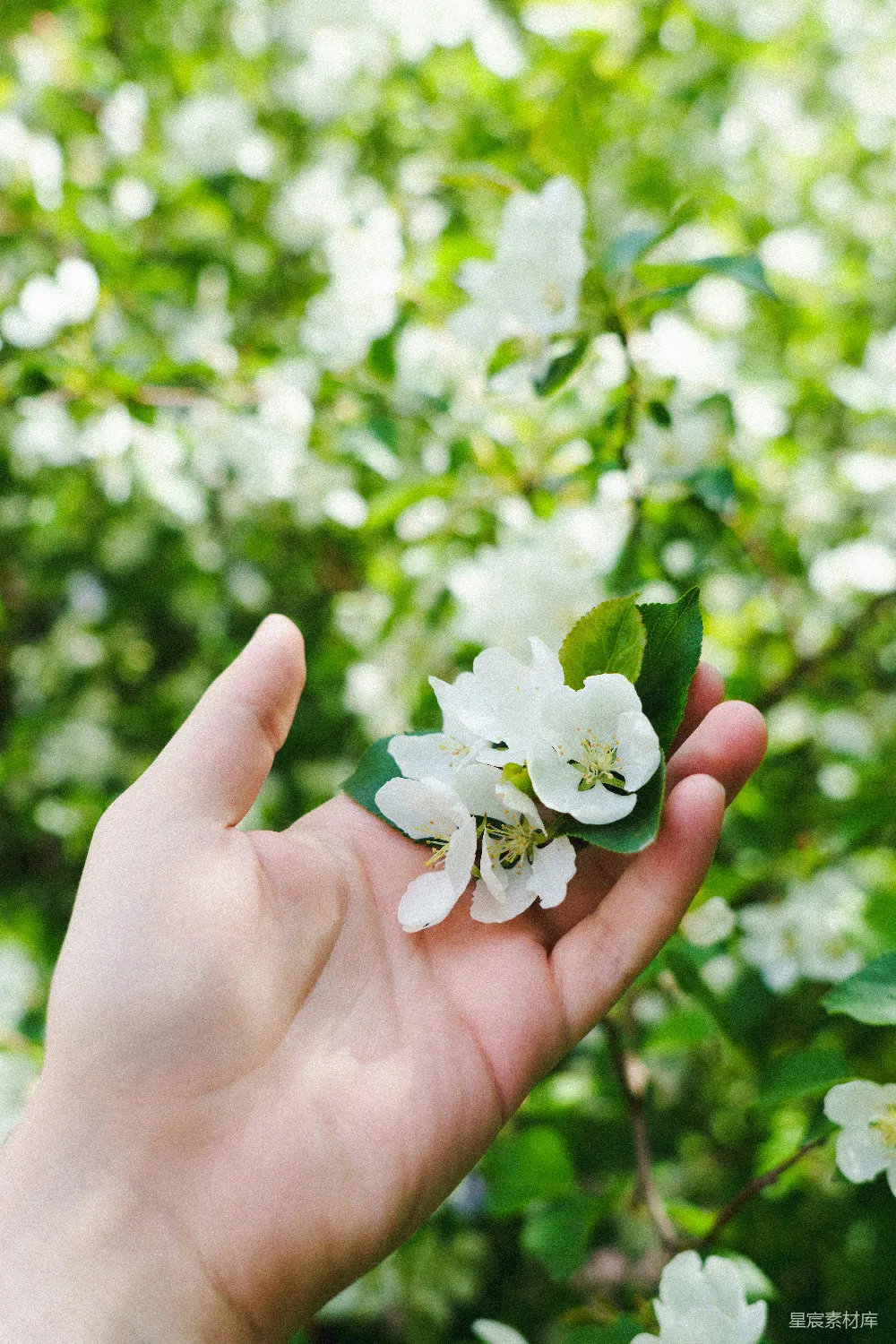 高清摄影 春天 自然 手捧花 清新 治愈 手捧春花的温柔时光