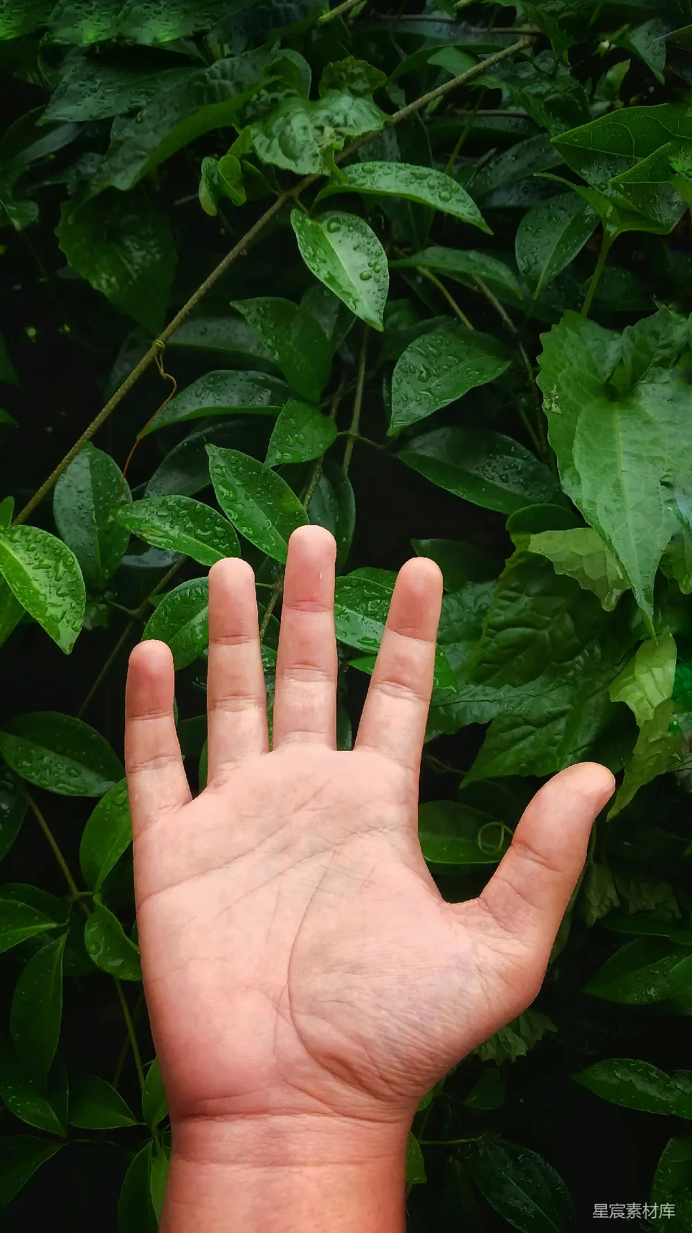 一只手掌平伸，背景是雨后清新湿润的绿叶。手掌的细节与叶片上的水珠形成对比，传递出一种宁静而自然的氛围。适合用于自然、清新、宁静等主题的背景或配图。