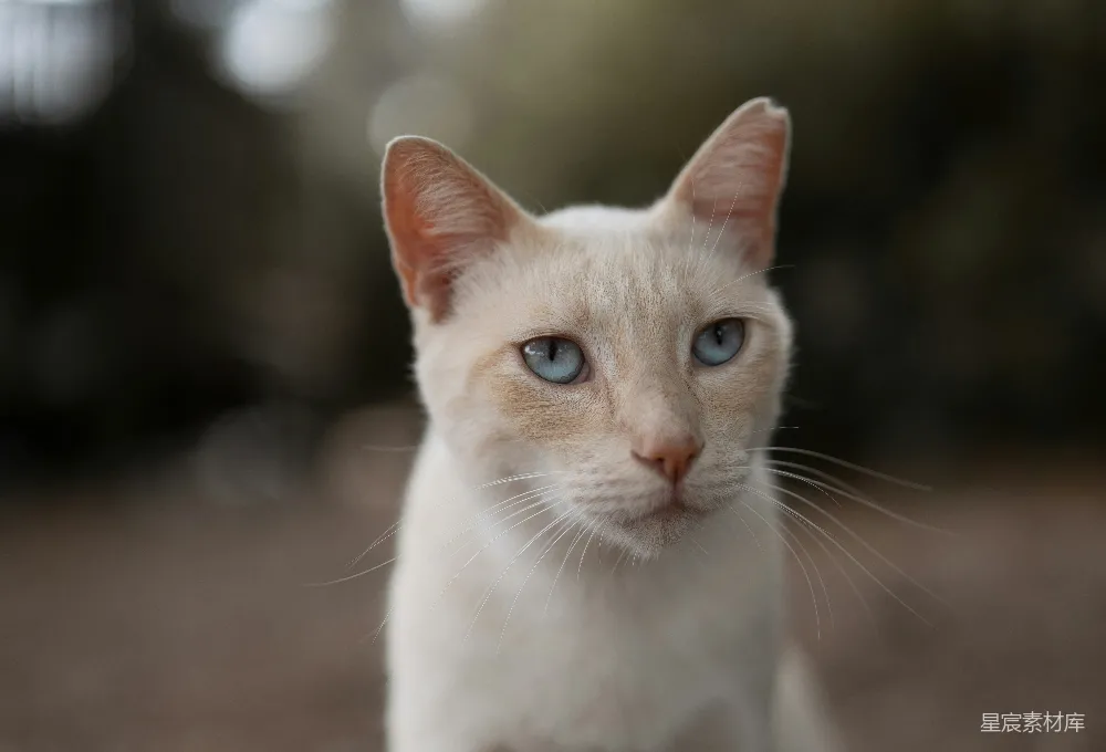 高清摄影 猫咪 蓝眼 可爱 动物 宠物 蓝眼猫咪的温柔注视