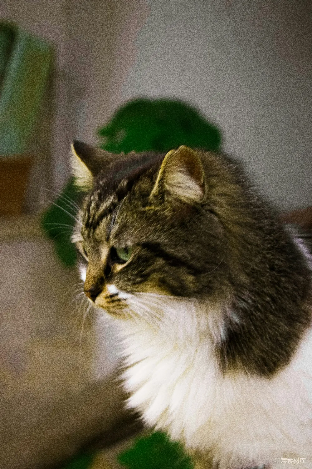 高清摄影 猫咪 写真 宁静 宠物 沉思的猫