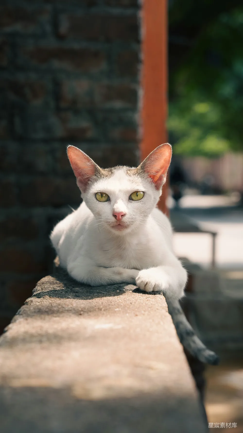 高清摄影 猫咪 阳光 户外 动物 宁静 阳光下的猫咪