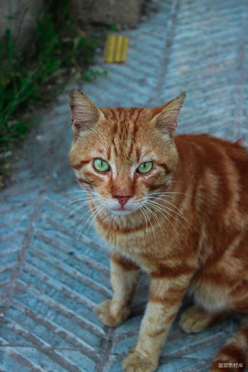 高清摄影 猫 橙色 条纹 户外 动物 橙色条纹猫在石板路上